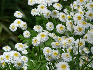 ACHILLEA PTARMICA THE PEARL CS14 KENY&Eacute;RB&Eacute;LCICKAFARK