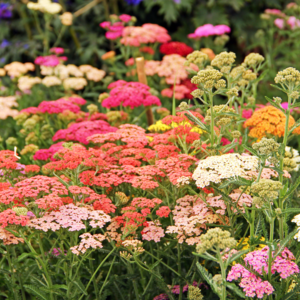 ACHILLEA MILL. SUMMER PASTELS
