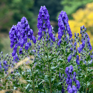 ACONITUM CARMICH. ARENDSII