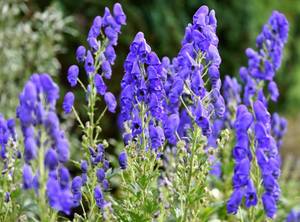 ACONITUM CARMICHAELII