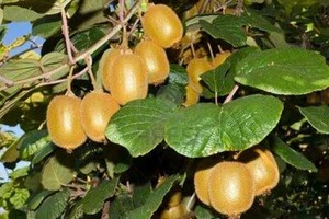ACTINIDIA CHINENSIS