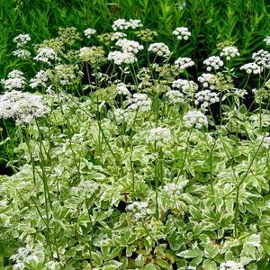 AEGOPODIUM PODAGR. VARIEGATA