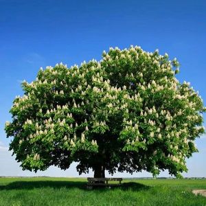 AESCULUS HIPPOCASTANUM K20     8/10 K&Ouml;Z&Ouml;NS&Eacute;GES VADGESZTENYE