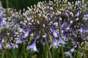 AGAPANTHUS FIREWORKS