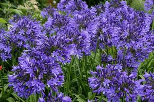AGAPANTHUS MIDNIGHT STAR