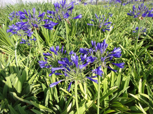 AGAPANTHUS TIMARU