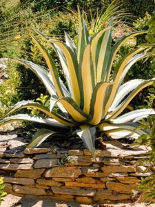 AGAVE AMERICANA MEDIOPICTA