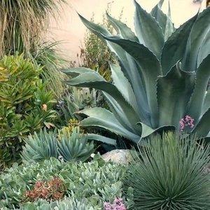 AGAVE BIG MIX