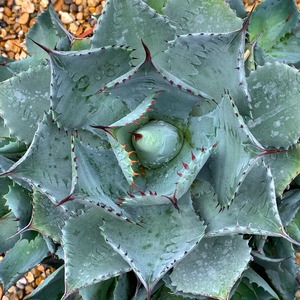 AGAVE SEEMANNIANA ISTHMENSIS