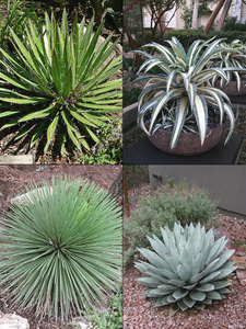 AGAVE BIG MIX