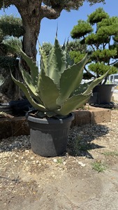 AGAVE MIX