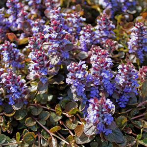 AJUGA REPTANS ATROPURPUREA