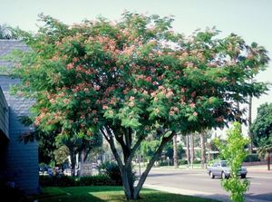 ALBIZIA JULIBRISSIN K35   250 CM  T&Ouml;BBT&Ouml;RZSES SELYEMAK&Aacute;C