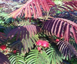 ALBIZIA JULIBRISSIN EVEY'S PR. K15   T1/2 SELYEMAK&Aacute;C