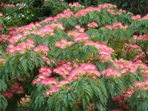 ALBIZIA JULIBRISSIN K20   T1/2  6/8 SELYEMAK&Aacute;C