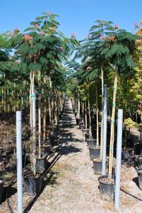 ALBIZIA JULIBRISSIN OMBRELLA K8   100/150 SELYEMAK&Aacute;C OMBRELLA