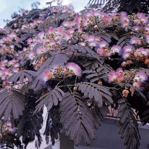 ALBIZIA JUL. SUMMER CHOC. K35   120/140  BOKOR SELYEMAK&Aacute;C