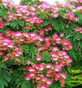 ALBIZIA JULIBRISSIN TROPICAL D K15   T1/2 SELYEMAK&Aacute;C
