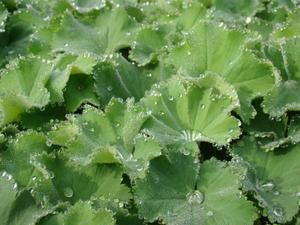 ALCHEMILLA MOLLIS