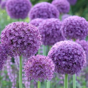 ALLIUM GLADI&Aacute;TOR
