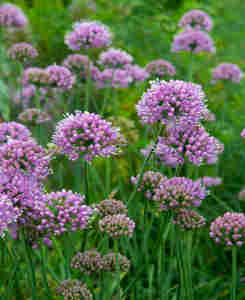 ALLIUM SENESCENS LISA BLUE CS14 D&Iacute;SZHAGYMA