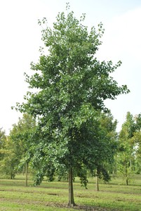ALNUS CORDATA K35   12/14 SZ&Iacute;VLEVELŰ &Eacute;GER