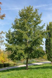 ALNUS SPAETHII FL    14/16    SF L&Aacute;NDZS&Aacute;SLEVELŰ &Eacute;GER