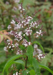 ALOYSIA TRIPHYLLA