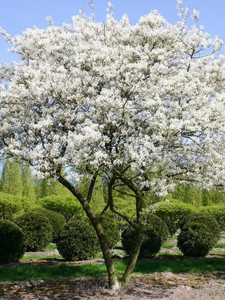 AMELANCHIER LAMARCKII
