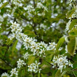 AMELANCHIER CAN. RAINBOW PILL.