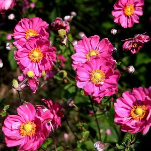 ANEMONE X HYBR. PAMINA K2 SZELLOR&Oacute;ZSA