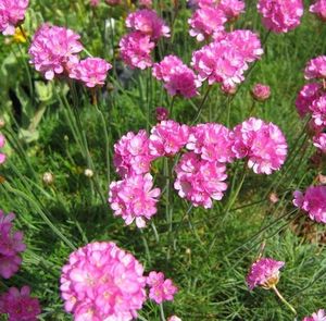 ARMERIA MARITIMA ARMADA ROSE