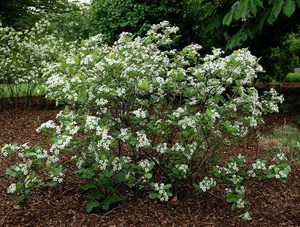 ARONIA MELANOCARPA K7.5 FEKETE BERKENYE