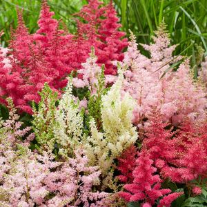 ASTILBE MIX K2 TOLLBUGA  MIX