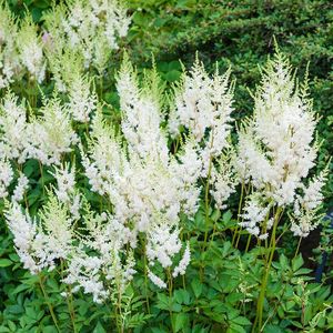 ASTILBE ARENDSII WEISSE GLORIA K2 KERTI TOLLBUGA