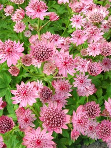 ASTRANTIA MAJOR ROSEA