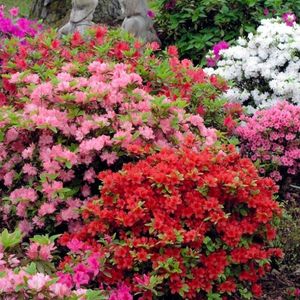 AZALEA JAPONICA K9    T1/2 AZ&Aacute;LEA