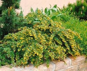 BERBERIS CANDIDULA JYTTE K3   15/20 T&Ouml;RPE EZ&Uuml;ST&Ouml;S BORBOLYA