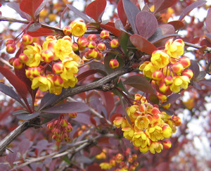 BERBERIS OTTAWENSIS SUPERBA K8  2xi   80/100 V&Eacute;RBORBOLYA   SUPERBA