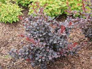 BERBERIS THUNB. DARTS RED LADY K3    30/40 JAP&Aacute;N V&Eacute;RBORBOLYA