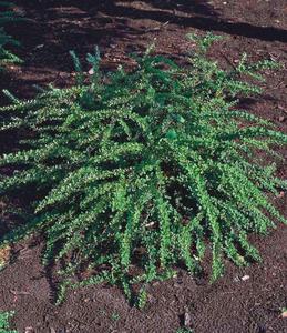 BERBERIS THUNB. GREEN CARPET K3    30/40 JAPÁN BORBOLYA