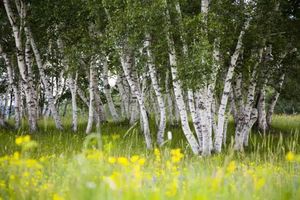 BETULA ALBA K160  3 T&Ouml;RZSES K&Ouml;Z&Ouml;NS&Eacute;GES NY&Iacute;R