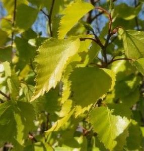 BETULA PENDULA GOLDEN OBELISK K30   250/300 ARANYLOMB&Uacute; OSZLOPOS NY&Iacute;R