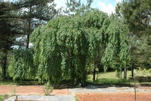 BETULA NIGRA SUMMER CASCADE K70   16/18    SF FEKETE NY&Iacute;R