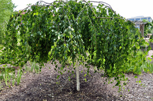 BETULA PENDULA YOUNGII K70  12/14   MSZ CS&Uuml;NGO NY&Iacute;R