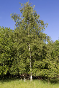 BETULA PENDULA K90   3xi  14/16/+ BETULA PENDULA