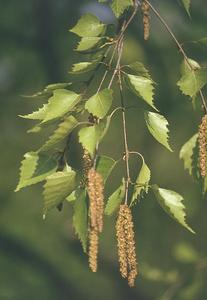 BETULA PENDULA K18   8/10 K&Ouml;Z&Ouml;NS&Eacute;GES NY&Iacute;R
