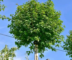 BETULA PENDULA MAGICAL GLOBE K4,5  T80 G&Ouml;MB NY&Iacute;RFA