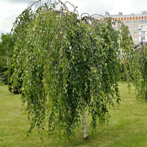 BETULA PENDULA YOUNGII K110   14/16/18 CS&Uuml;NGO NY&Iacute;R