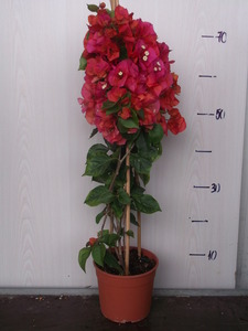BOUGAINVILLEA CALIFORNIANA CS17  FA MURVAF&Uuml;RT